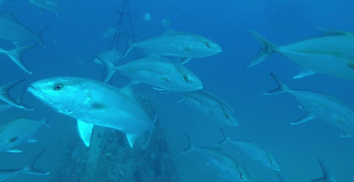 在墨西哥湾，一架遥控潜水器上的水下摄像机在阿拉巴马州为提供鱼类栖息地而部署的金字塔附近捕捉到了这群大琥珀.